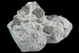 Ammonite (Promicroceras) Cluster - Somerset, England #86245-1